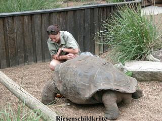 Riesenschildkrte
